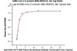 Immobilized SARS-CoV-2 S protein RBD (N501Y), His Tag (ABIN6973223) at 1 μg/mL (100 μL/well) can bind A-CoV-2 RBD Potent Neutralizing Antibody, Human IgG1  with a linear range of 0. (SARS-CoV-2 Spike Protein (N501Y, RBD) (His tag))