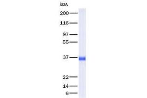 Validation with Western Blot (WNT1 Protein)