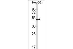 Western blot analysis in HepG2 cell line lysates (35ug/lane). (UBP1 Antikörper  (AA 266-295))