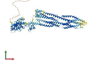 AlphaFold protein structure predicition of Mouse Recombinant Actn4 Protein, UniprotID P57780