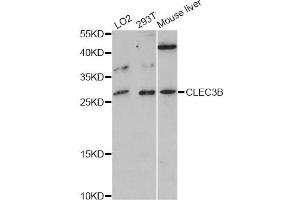 Western blot analysis of extracts of various cell lines, using CLEC3B antibody (ABIN5997462) at 1:3000 dilution. (CLEC3B Antikörper)
