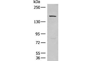 Western blot analysis of 293T cell lysate using LEPR Polyclonal Antibody at dilution of 1:250 (Leptin Receptor Antikörper)