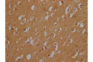 IHC image of ABIN7148487 diluted at 1:200 and staining in paraffin-embedded human brain tissue performed on a Leica BondTM system. (CNTNAP3B Antikörper  (AA 26-256))