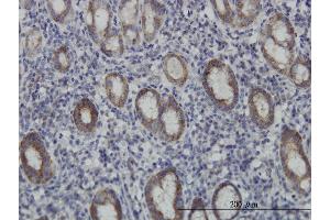 Immunoperoxidase of monoclonal antibody to EIF4E2 on formalin-fixed paraffin-embedded human stomach. (EIF4E2 Antikörper  (AA 1-245))