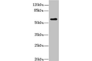 Western blot All lanes: KPNA5 antibody at 2. (KPNA5 Antikörper  (AA 1-240))