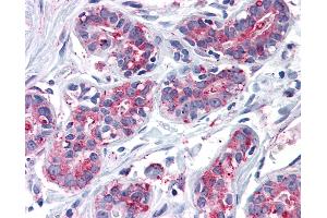 Anti-ENTPD2 antibody IHC of human breast. (ENTPD2 Antikörper  (Internal Region))