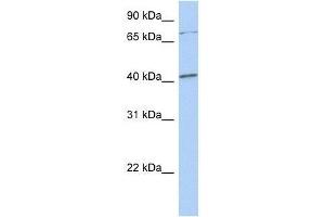 Western Blot showing SOX4 antibody used at a concentration of 1.