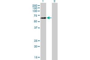 Western Blot analysis of NUPL1 expression in transfected 293T cell line by NUPL1 MaxPab polyclonal antibody. (NUPL1 Antikörper  (AA 1-599))