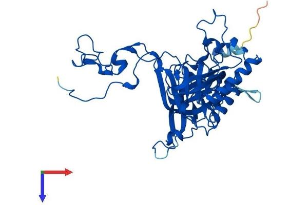 RPL3L Protein (AA 1-407) (His tag)
