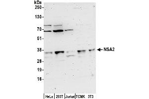 anti-NSA2 Ribosome Biogenesis Homolog (NSA2) (AA 150-200) antibody