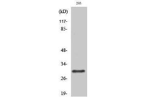 Western Blotting (WB) image for anti-RAB34, Member RAS Oncogene Family (RAB34) (C-Term) antibody (ABIN3186623) (RAB34 Antikörper  (C-Term))