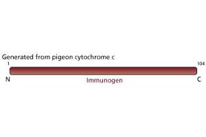 Image no. 1 for anti-Cytochrome C, Somatic (CYCS) antibody (ABIN967529) (Cytochrome C Antikörper)