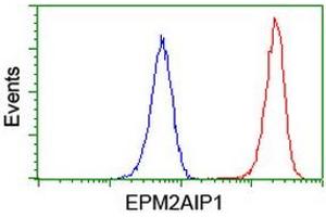 Image no. 6 for anti-EPM2A (Laforin) Interacting Protein 1 (EPM2AIP1) antibody (ABIN1498046) (EPM2AIP1 Antikörper)