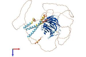 TLE2 Protein (AA 1-767) (His tag)