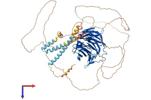 TLE2 Protein (AA 1-767) (His tag)