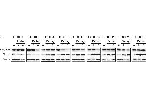 Distinct functions of HOXD proteins in regulation of neuronal differentiation. (beta Actin Antikörper  (AA 359-368))