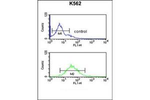 Flow cytometric analysis of K562 cells using DENND1A Antibody (C-term) Cat. (DENND1A Antikörper  (C-Term))