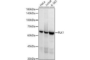 Western blot analysis of extracts of various cell lines, using PLK1 antibody (ABIN7269436) at 1:1000 dilution. (PLK1 Antikörper)