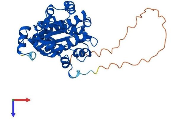 CLVS2 Protein (AA 1-327) (His tag)