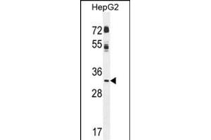 CCNG1 Antibody (N-term) (ABIN655270 and ABIN2844862) western blot analysis in HepG2 cell line lysates (35 μg/lane). (Cyclin G1 Antikörper  (N-Term))