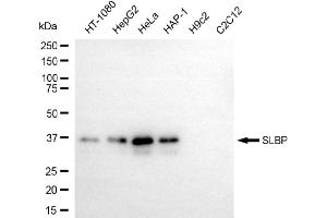 Western blotting analysis using SLBP antibody (ABIN7800436). (Rekombinanter SLBP Antikörper)