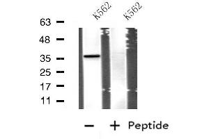 Western blot analysis of extracts from K562 cells, using APOE antibody. (APOE Antikörper  (Internal Region))
