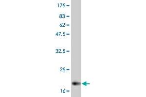 Western Blot detection against Immunogen (21 KDa) . (IL-6 Antikörper  (AA 29-212))