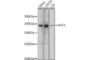Western blot analysis of extracts of various cell lines, using  antibody (ABIN7265370) at 1:1000 dilution. (Acetyl-CoA Carboxylase alpha Antikörper)