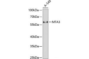 Western blot analysis of extracts of A-549 cells using MTA3 Polyclonal Antibody at dilution of 1:1000. (MTA3 Antikörper)