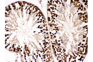 Anti- PBK Picoband antibody, IHC(P) IHC(P): Mouse Testis Tissue (PBK Antikörper  (AA 71-322))