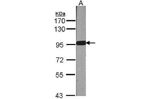 Western Blotting (WB) image for anti-Gelsolin (GSN) (C-Term) antibody (ABIN2854963)