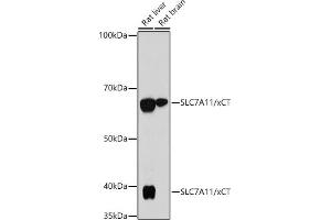 Western Blotting (WB) image for anti-Solute Carrier Family 7, (Cationic Amino Acid Transporter, Y+ System) Member 11 (SLC7A11) antibody (ABIN7270482)