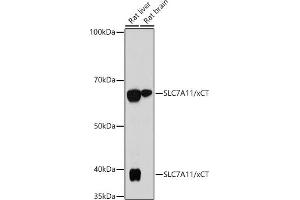 Western blot analysis of extracts of various cell lines, using SLC7/xCT antibody (ABIN7270482) at 1:1000 dilution. (SLC7A11 Antikörper)