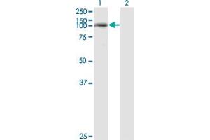 Western Blotting (WB) image for anti-Ubiquitin Specific Peptidase 33 (USP33) (AA 327-426) antibody (ABIN564991)