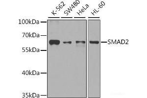 Western blot analysis of extracts of various cell lines using SMAD2 Polyclonal Antibody at dilution of 1:1000. (SMAD2 Antikörper)