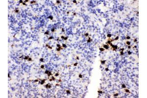 Anti- MRP8 Picoband antibody, IHC(P) IHC(P): Rat Spleen Tissue (S100A8 Antikörper  (AA 2-89))