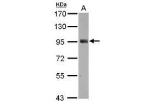 Image no. 3 for anti-SH2 Domain Containing 3C (SH2D3C) (C-Term) antibody (ABIN1491927) (SH2D3C Antikörper  (C-Term))