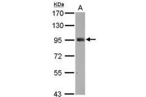 Image no. 3 for anti-SH2 Domain Containing 3C (SH2D3C) (C-Term) antibody (ABIN1491927) (SH2D3C Antikörper  (C-Term))