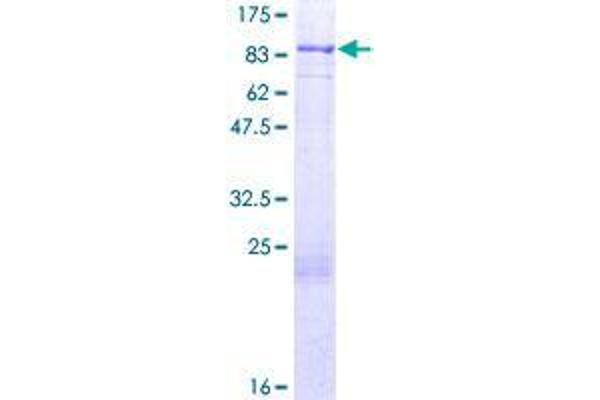 Forkhead Box J2 Protein (FOXJ2) (AA 1-574) (GST tag)