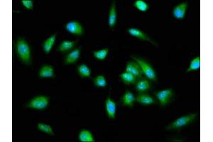 Immunofluorescence staining of Hela cells with ABIN7163461 at 1:100, counter-stained with DAPI. (Pirin Antikörper  (AA 1-290))