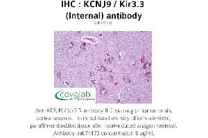 Image no. 1 for anti-Potassium Inwardly-Rectifying Channel, Subfamily J, Member 9 (KCNJ9) (Internal Region) antibody (ABIN1736186) (KCNJ9 Antikörper  (Internal Region))