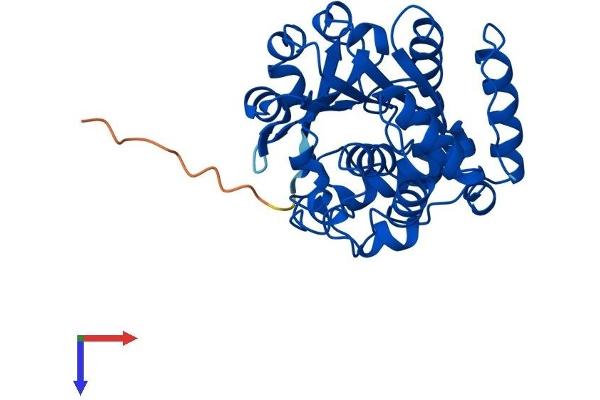 SULT1C4 Protein (AA 1-302) (His tag)