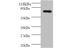 Western blot All lanes: Polymeric immunoglobulin receptor antibody at 2 μg/mL + HL60 whole cell lysate Secondary Goat polyclonal to rabbit IgG at 1/10000 dilution Predicted band size: 83, 59 kDa Observed band size: 83 kDa (PIGR Antikörper  (AA 399-599))