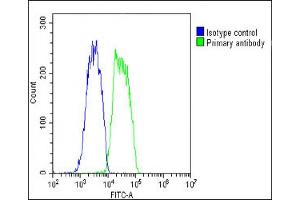 Overlay histogram showing HepG2 cells stained with C(green line). (COMP Antikörper  (AA 314-343))