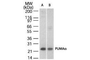 Image no. 2 for anti-BCL2 Binding Component 3 (BBC3) (AA 186-199) antibody (ABIN208703) (PUMA Antikörper  (AA 186-199))
