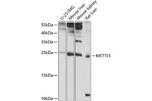 Western blot analysis of extracts of various cell lines, using METTL5 antibody (ABIN6132288, ABIN6143775, ABIN6143776 and ABIN6224935) at 1:1000 dilution. (METTL5 Antikörper  (AA 1-209))