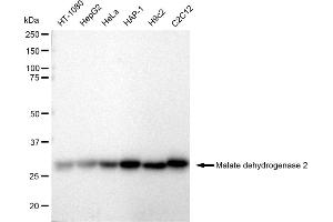 Western blotting analysis using Malate dehydrogenase 2 antibody (ABIN7799327). (Rekombinanter MDH2 Antikörper)
