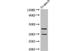 Western Blot Positive WB detected in: Mouse stomach tissue All lanes: PGC antibody at 3. (PGC Antikörper  (AA 17-388))