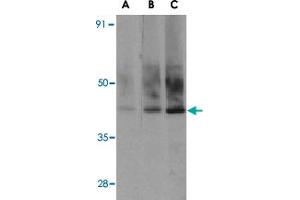 Western blot analysis of Sigirr in A-549 cell lysate with Sigirr polyclonal antibody  at (A) 0.