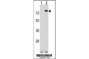 Western blot analysis of PAF1 using rabbit polyclonal PAF1 Antibody using 293 cell lysates (2 ug/lane) either nontransfected (Lane 1) or transiently transfected (Lane 2) with the PAF1 gene. (PAF1/PD2 Antikörper  (C-Term))